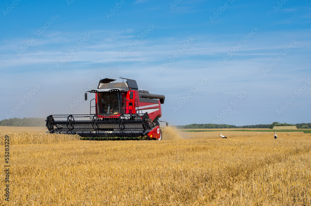 Fototapeta premium Harvesting combine at the rye field
