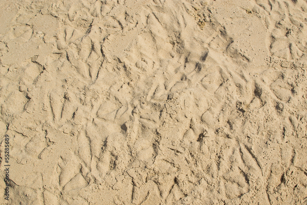 Steps of the birds on the sand Steps of the birds on the sand