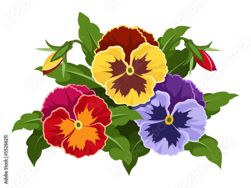 Colorful pansy flowers. Vector illustration.