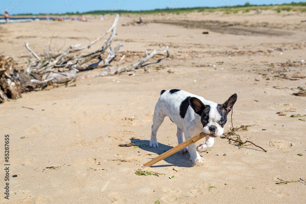 French bulldog with a stick on the beach
