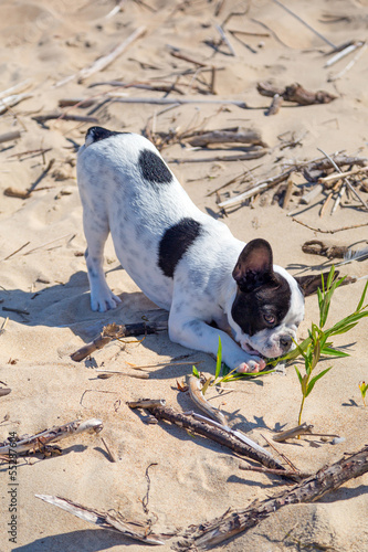 Fototapeta Naklejka Na Ścianę i Meble -  French bulldog with a stick on the beach