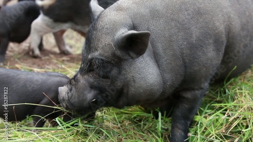 Hängebauchschwein beim Fressen photo