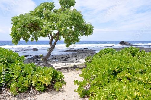 Kaloko-Honokohau national park, Big Island (Hawaii) photo