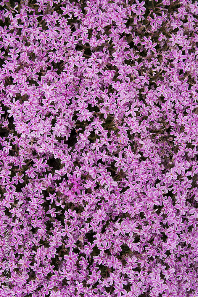 Purple carpet of creeping phlox . Phlox Subulata . Purple carpet of creeping phlox . Phlox Subulata .