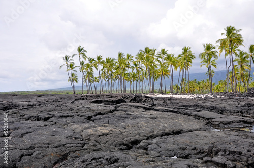 Palm trees at Pu'uhonua O Honaunau National Park (Hawaii) photo