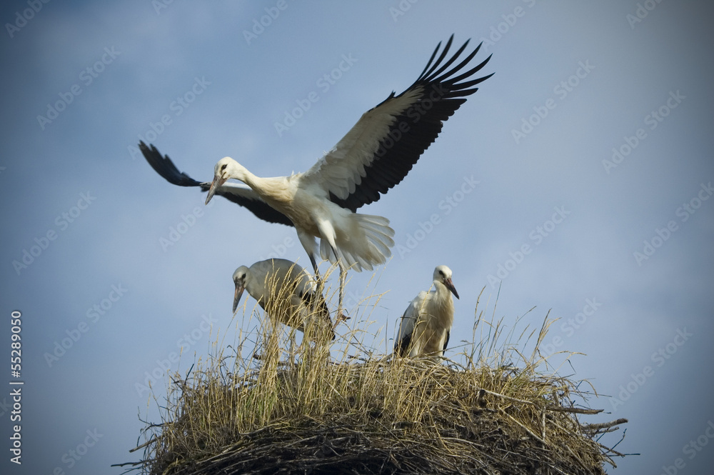 Fototapeta premium Storks