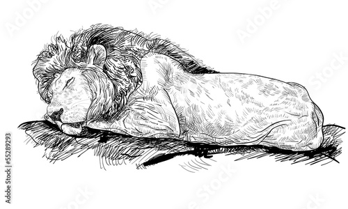 Lion is sleeping on the rock
