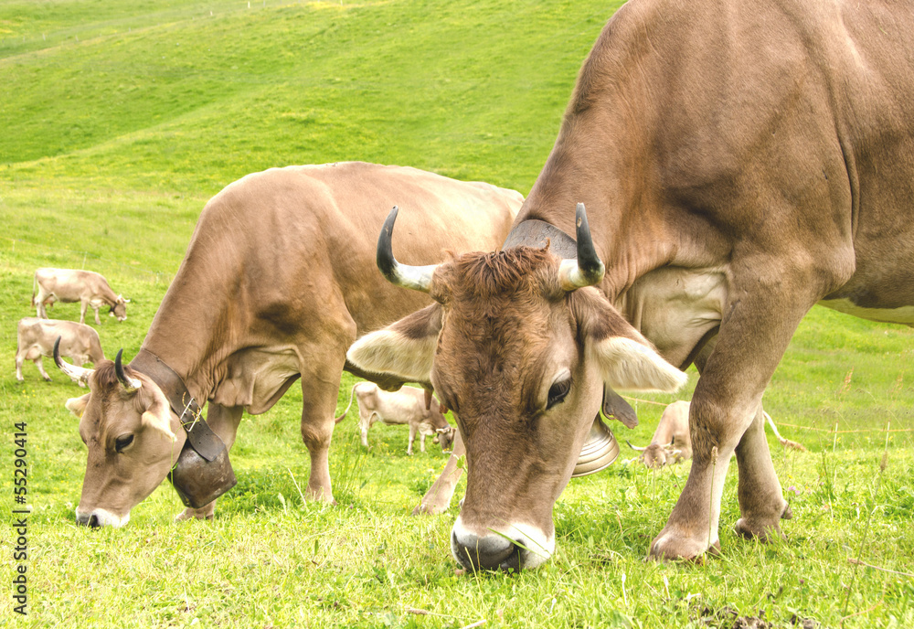 Cows on a summer meadow