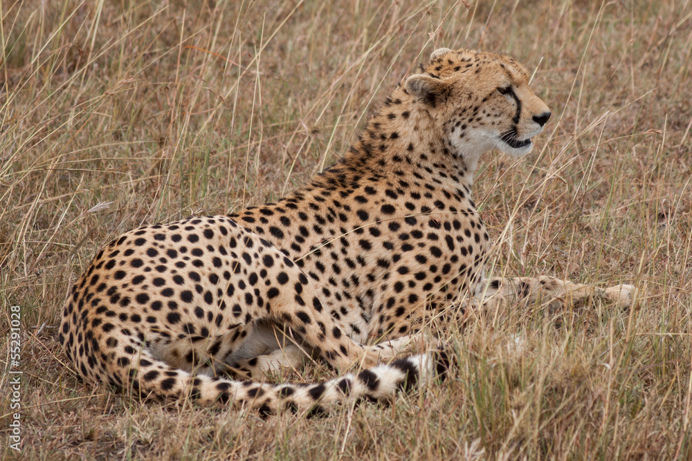 Fototapeta premium Gepard