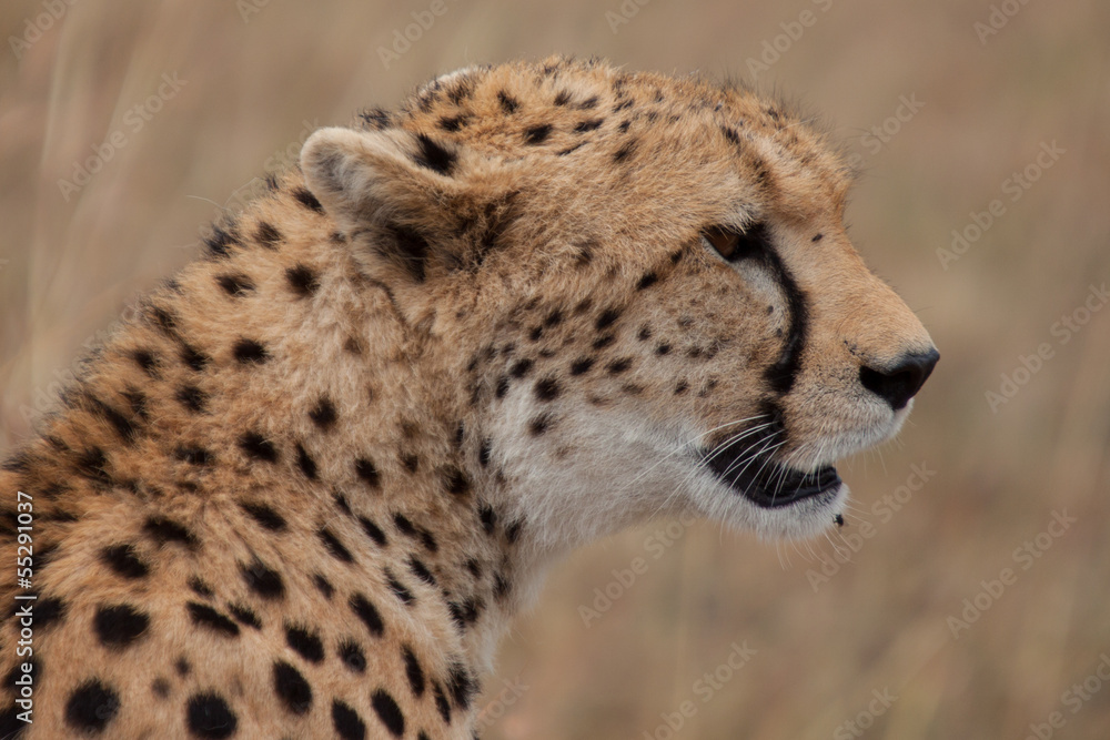 Gepard Gepard