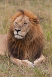 Löwe - Masai Mara