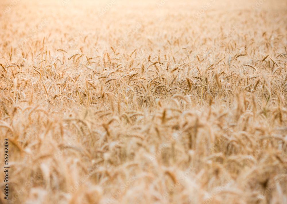 Wheat field with focus in background Wheat field with focus in background