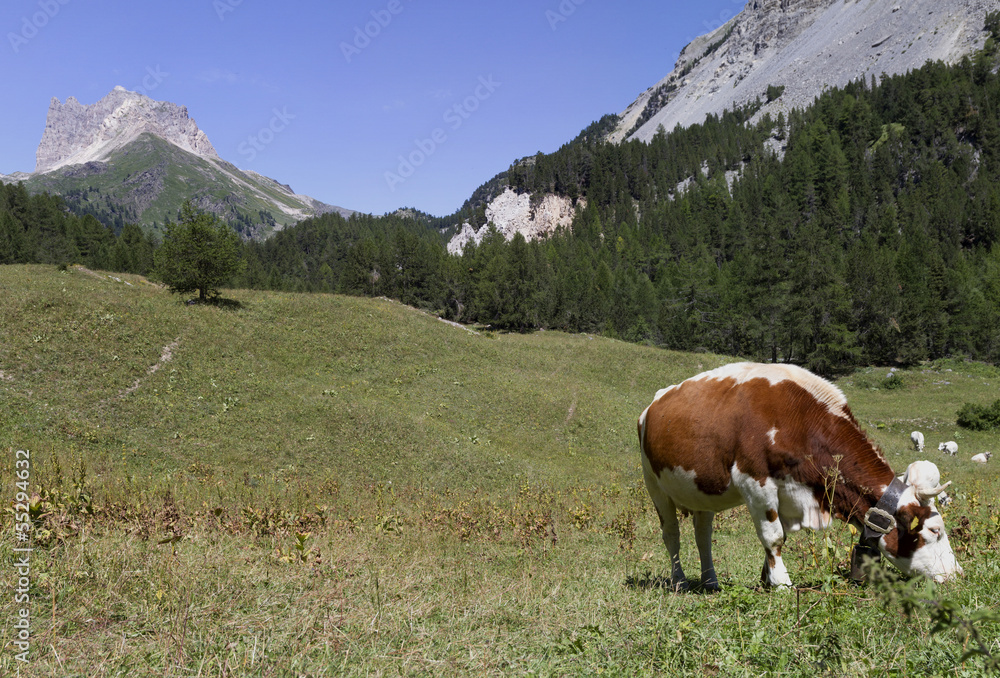 Alpine Cow