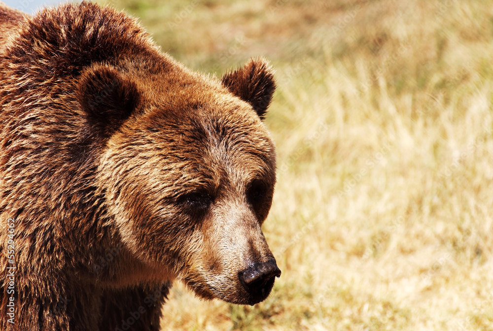 Grizzly bear in natural environment Grizzly bear in natural environment