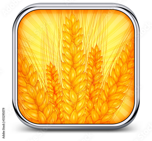 Square metal icon with ripe ear wheat, agricultural vector