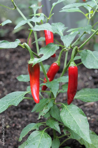 Chilli Pflanze