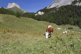 alpine pastures
