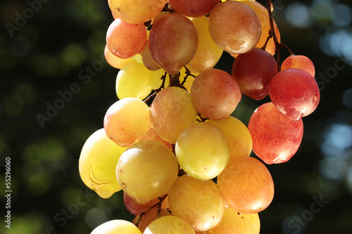 colorful wine grape