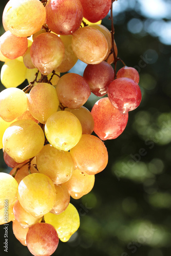 colorful wine grape
