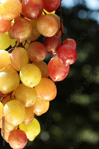 colorful wine grape