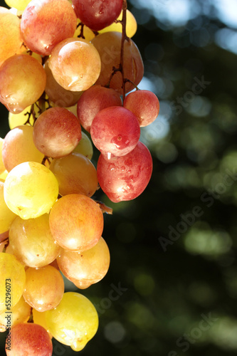 colorful wine grape