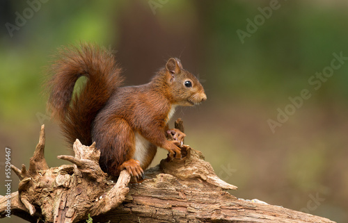 Red Squirrel in the forest © Menno Schaefer