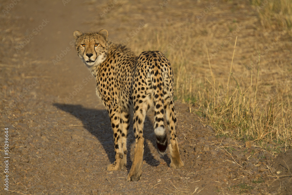 Portrait of young wild cheetah Portrait of young wild cheetah