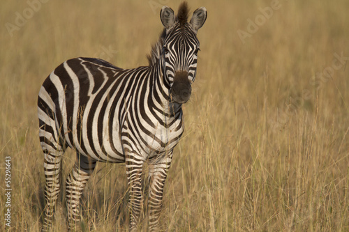 Zebra standing in dry grass