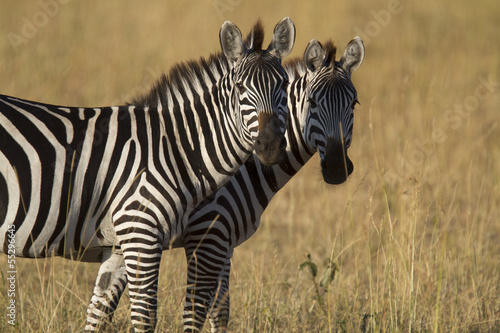 Zebras standing in dry grass