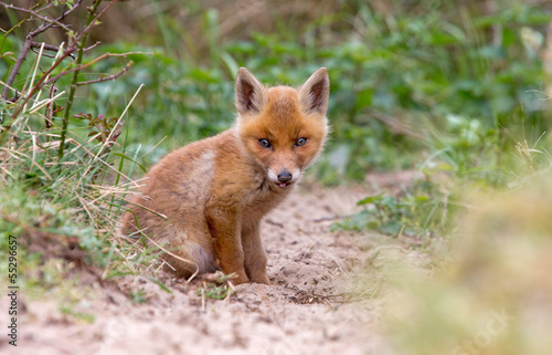 Very little Young Red Foz cub © Menno Schaefer