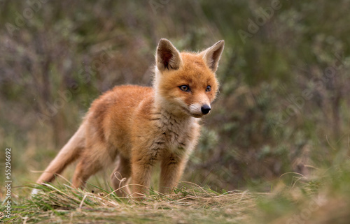 Red fox Cub © Menno Schaefer