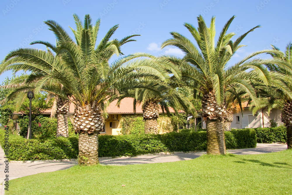 Palm trees in the countryside
