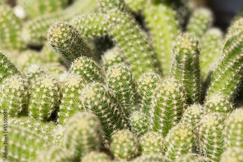 Green cactus detail