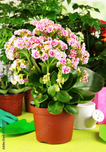 Wallpaper Mural Beautiful flowers in pots on wooden table on natural background Torontodigital.ca