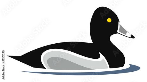 Ring-necked Duck