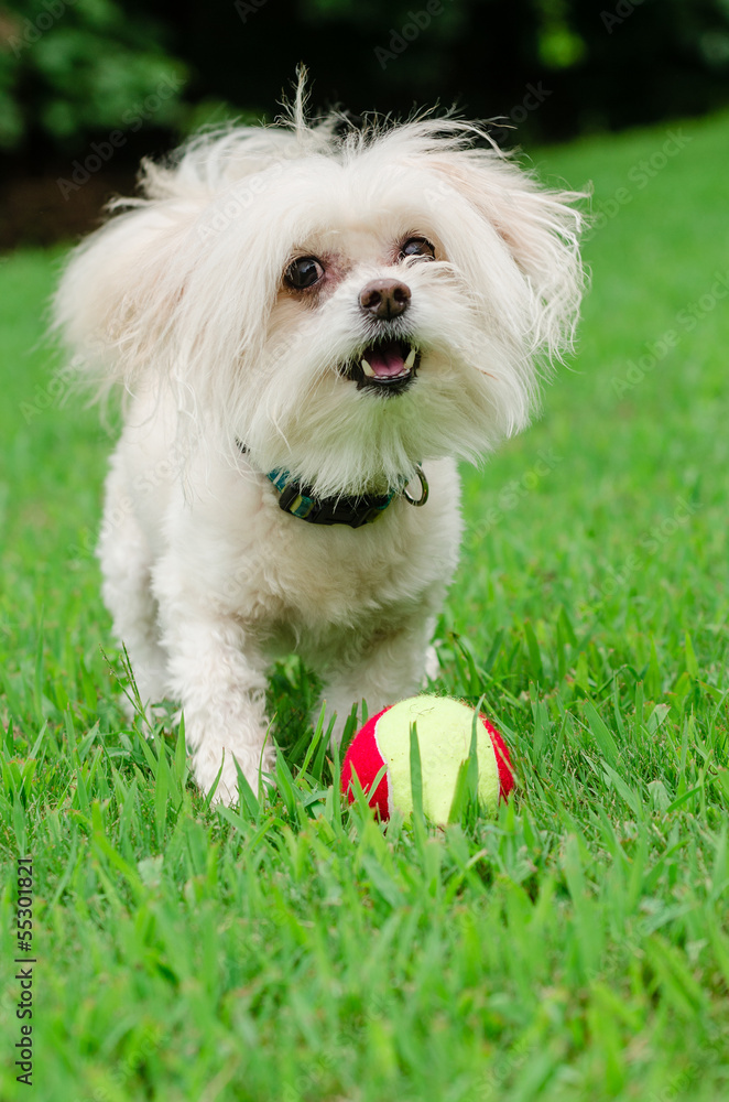 Portrait of maltipoo dog playing with ball in field Portrait of maltipoo dog playing with ball in field