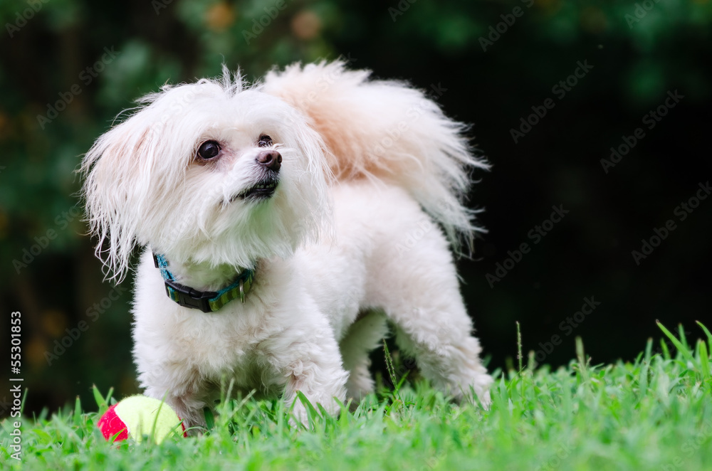 Portrait of maltipoo dog playing with ball in field Portrait of maltipoo dog playing with ball in field