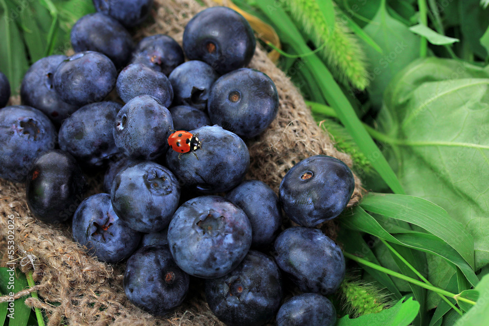 Blueberries on sackcloth on grass Blueberries on sackcloth on grass