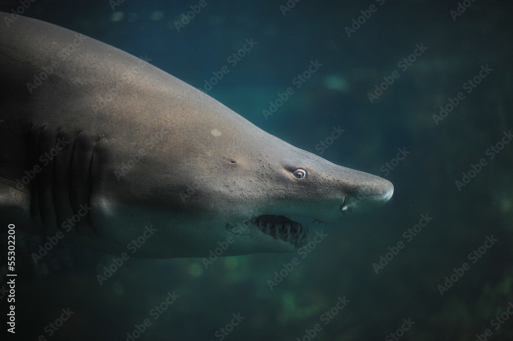 Naklejka premium requin taureau