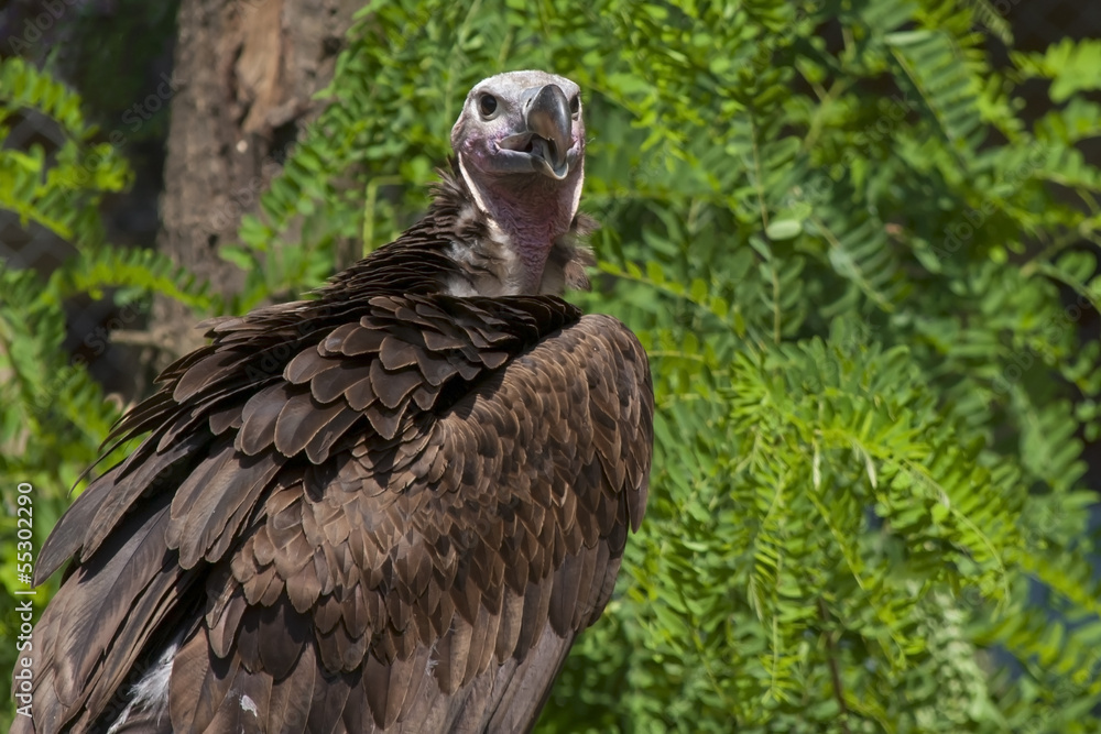 Lappet-faced vulture (Torgos tracheliotos) Lappet-faced vulture (Torgos tracheliotos)