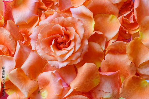 Wallpaper Mural Rose in Petals Torontodigital.ca