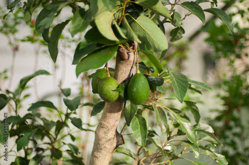 an avocado tree