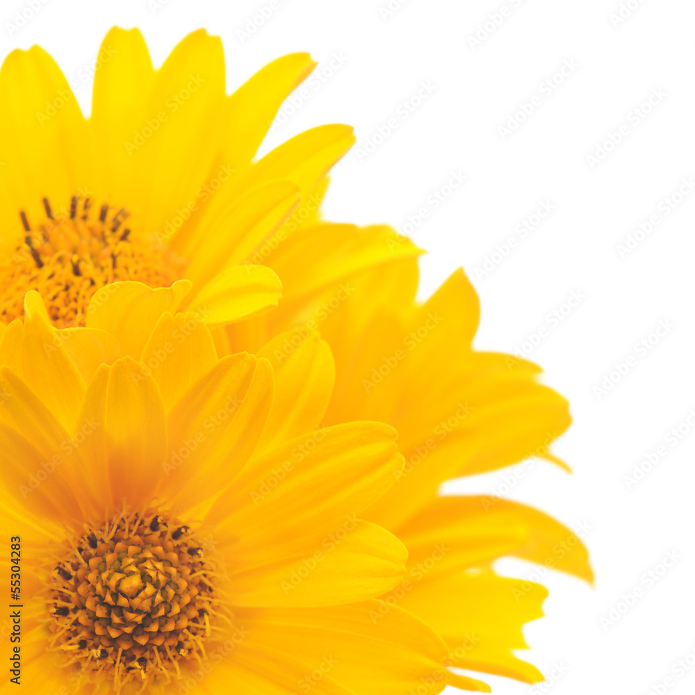 yellow flowers yellow flowers