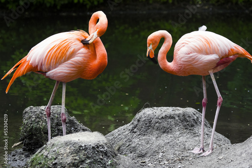 Two pink flamingos