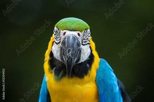 Parrot Macaw closeup