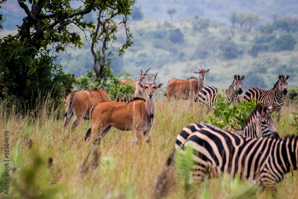 Obraz premium Akagera National park in Rwanda