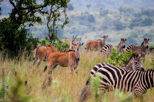 Akagera National park in Rwanda