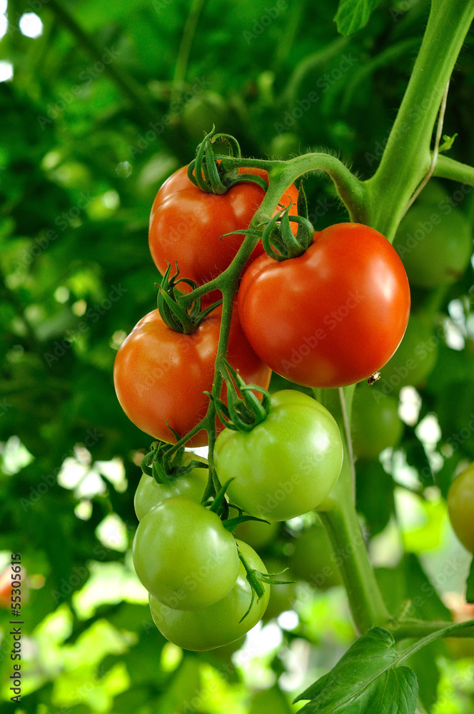 branch of red ripe and green unripe tomatoes