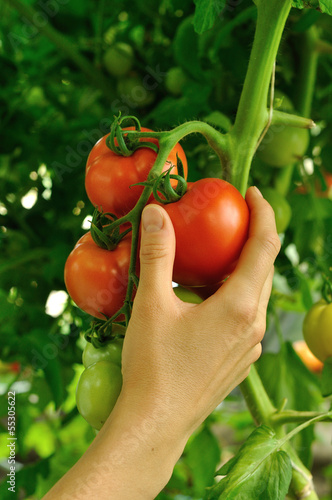 women's arm holding red tomato