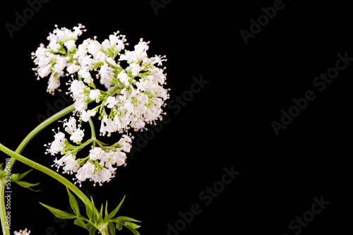 Fototapeta Naklejka Na Ścianę i Meble -  white valerian herb plant  blossom